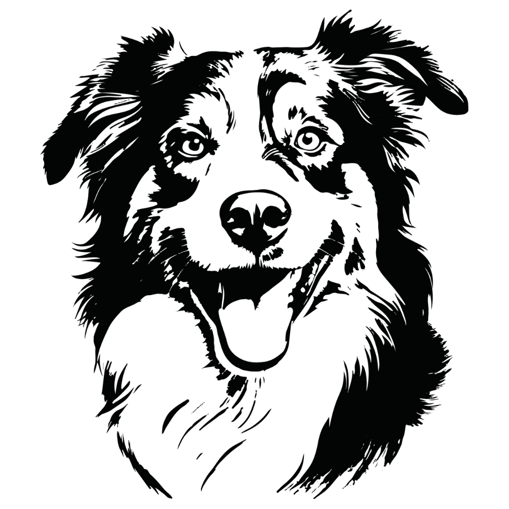 Australian Shepherd Autoaufkleber #2
