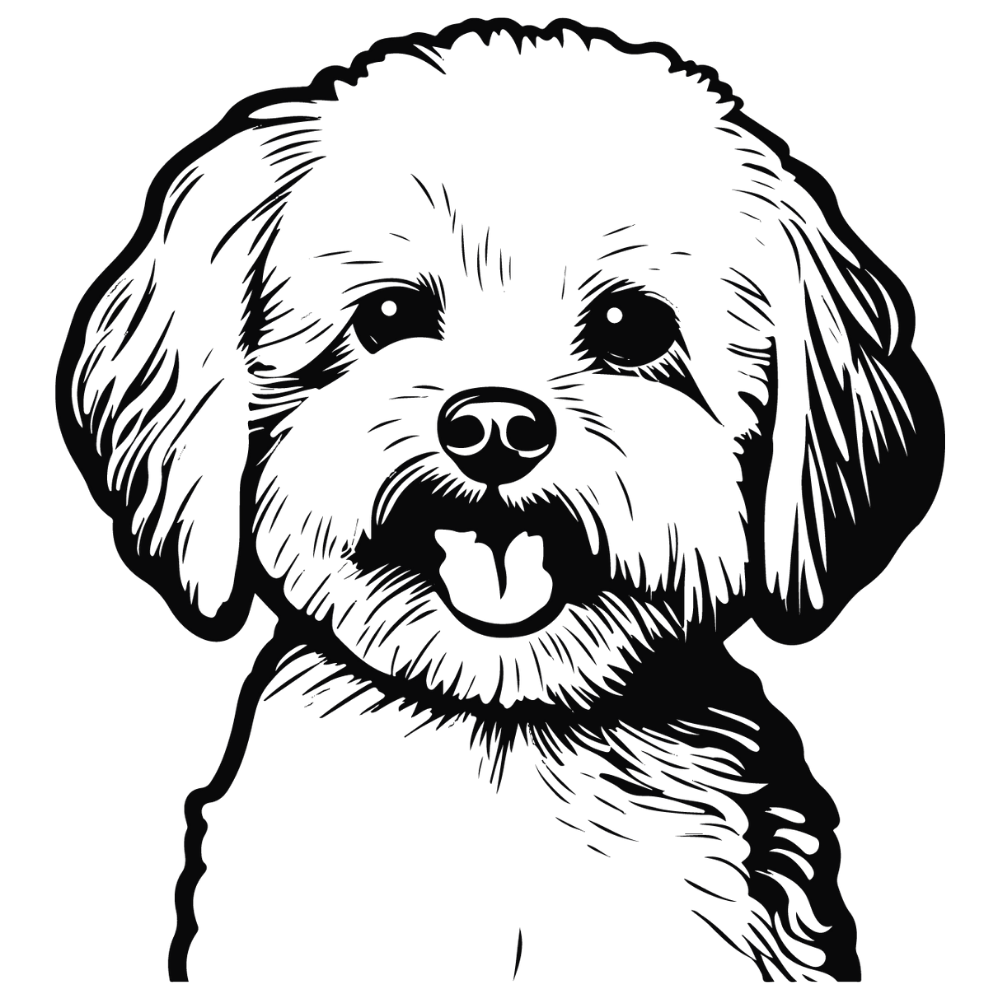Bichon Frisé Autoaufkleber #1