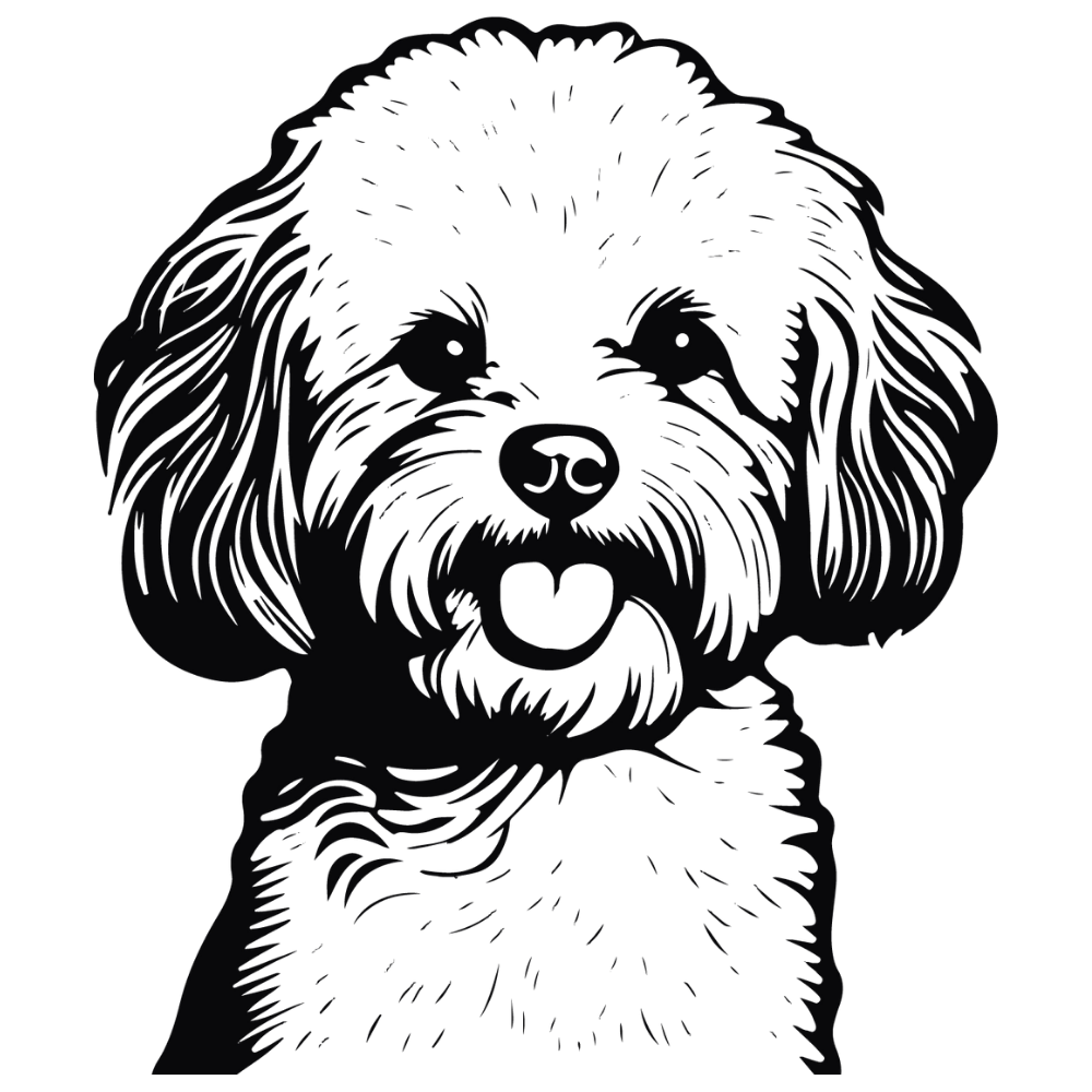 Bichon Frisé Autoaufkleber #2