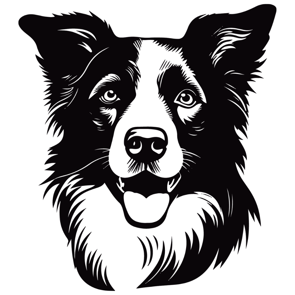 Border Collie Autoaufkleber #5