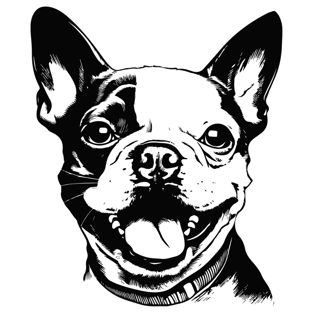 Boston Terrier Autoaufkleber #31