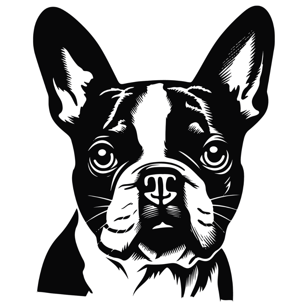 Boston Terrier Autoaufkleber #32