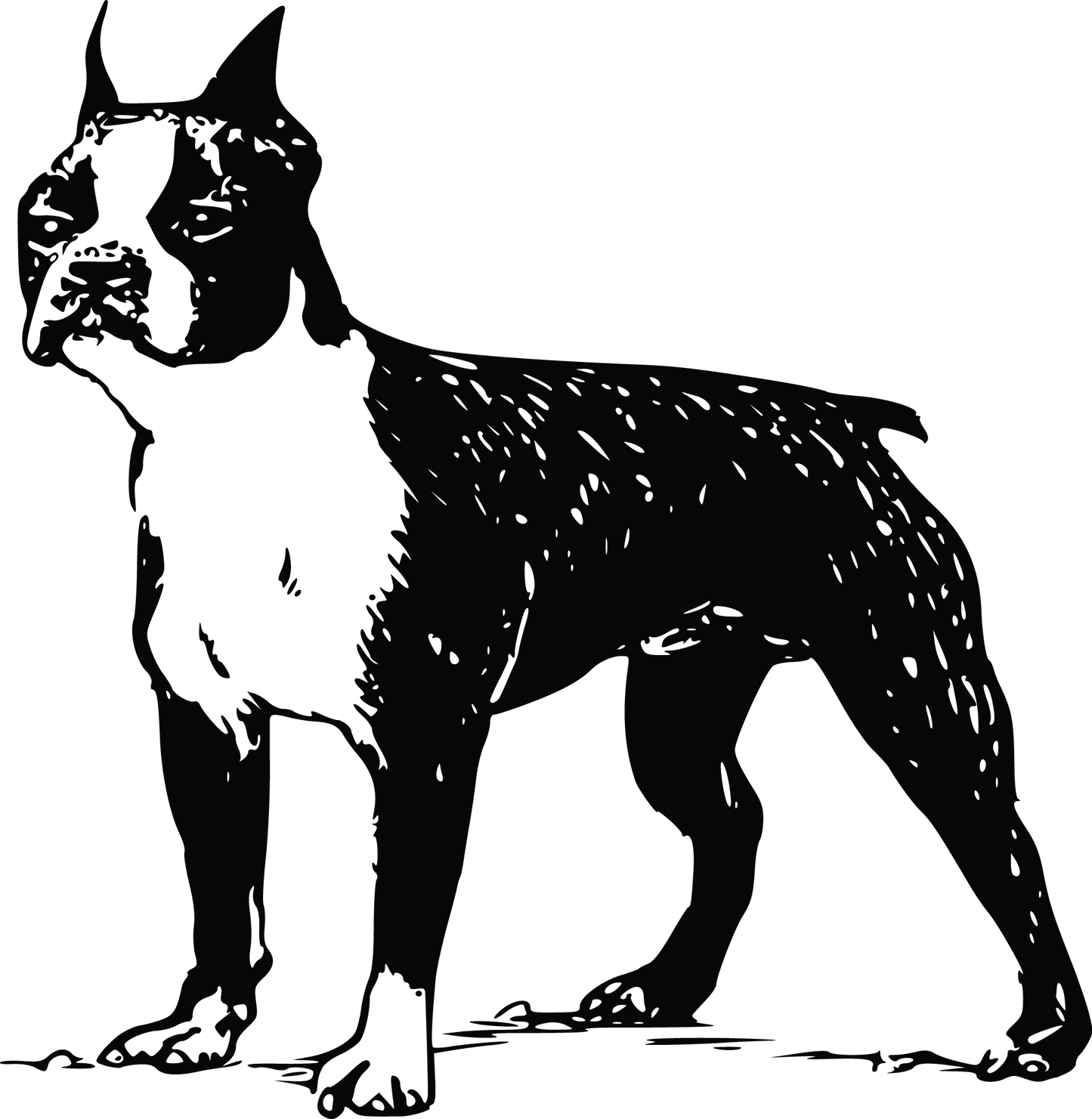 Boston Terrier Autoaufkleber #11