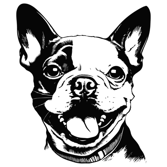 Boston Terrier Autoaufkleber #31