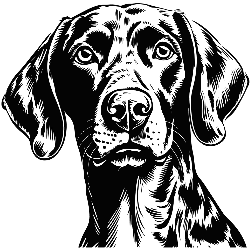 Deutsch Kurzhaar Autoaufkleber #2