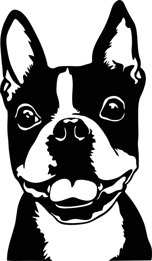 Boston Terrier Autoaufkleber #5