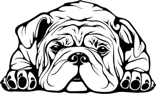 Englische Bulldogge Autoaufkleber #39
