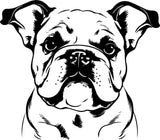 Englische Bulldogge Autoaufkleber #59